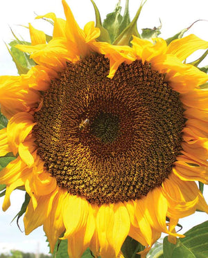 Taiyo Certified Organic Sunflower Seeds
