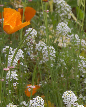 
            
                Load image into Gallery viewer, Wildflower Beneficial Insect Blend Seeds
            
        