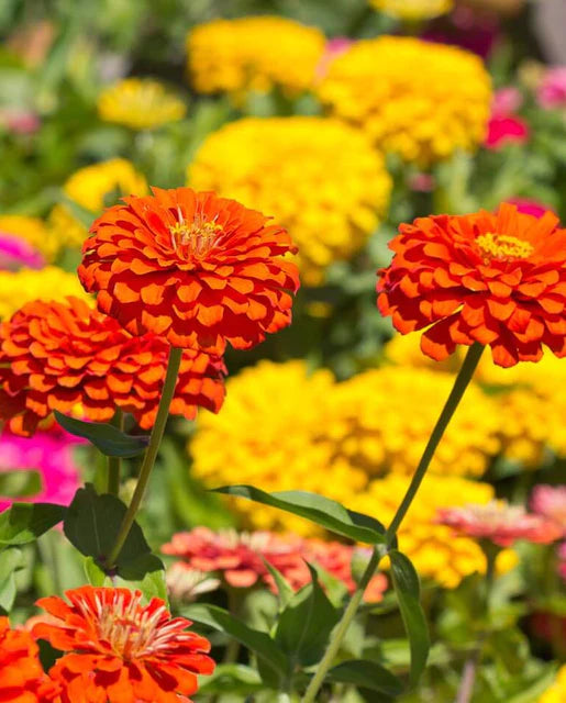 Giant Blue Point Formula Zinnia Seeds