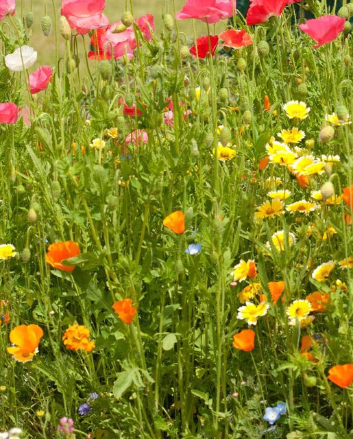 Bee Garden Blend