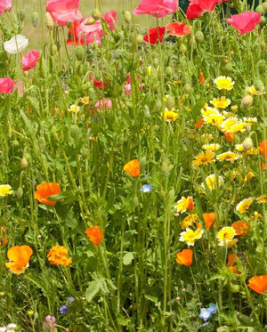 Bee Garden Blend
