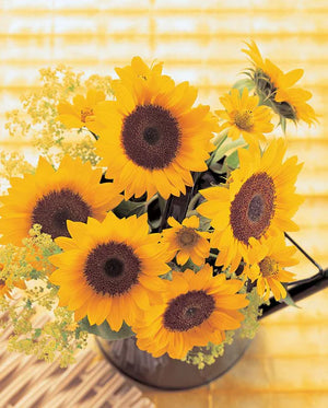 Sunrich Orange Sunflower Seeds