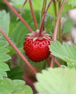 Strawberry - Mignonette (Alpine) Seeds