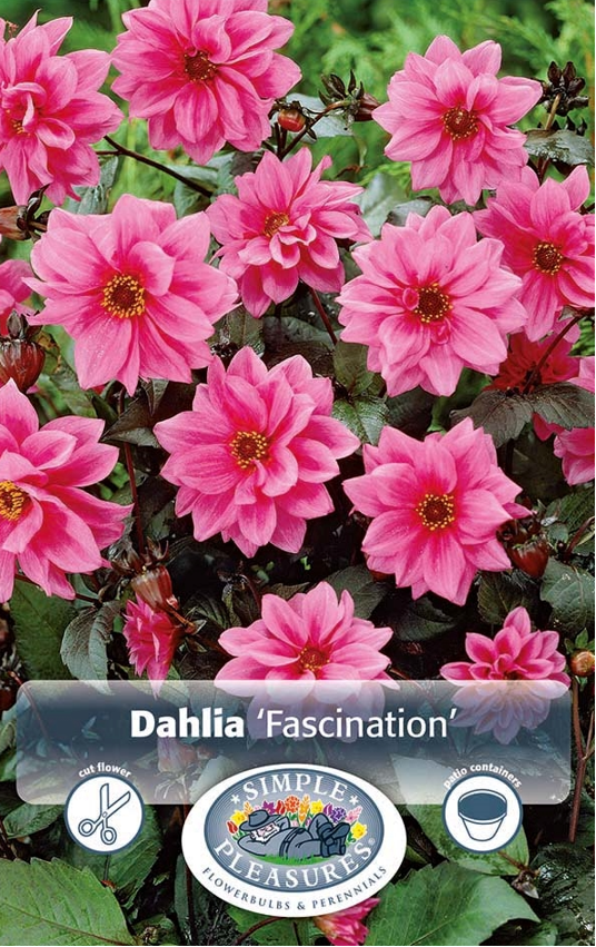 Dahlia Peony Fascination Bulbs