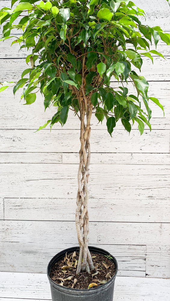 10" Ficus Benjamina Braid