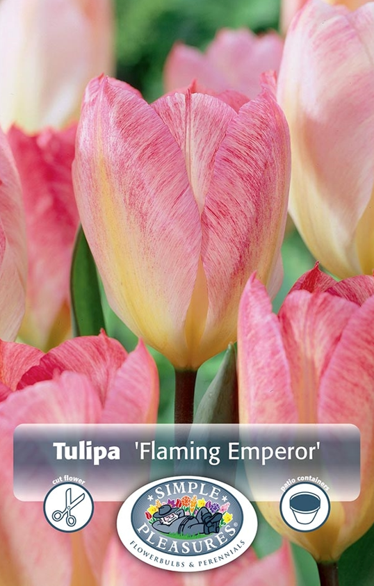 Tulips Fosteriana - Flaming Emperor