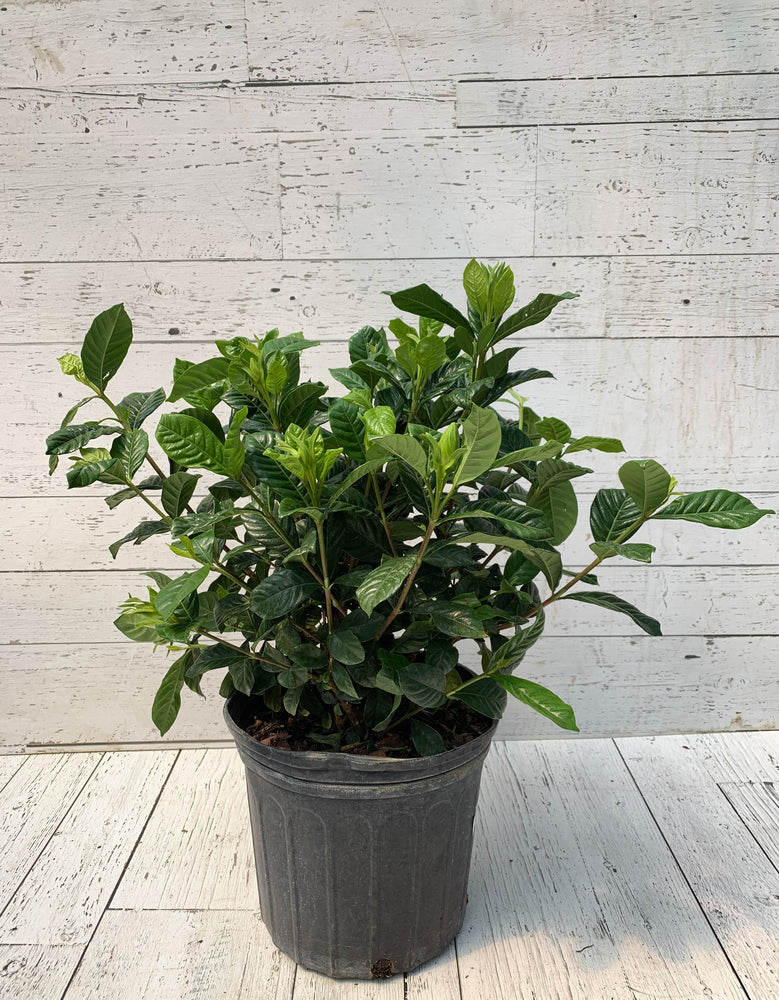
            
                Load image into Gallery viewer, 10&amp;quot; Gardenia Aimee Bush
            
        
