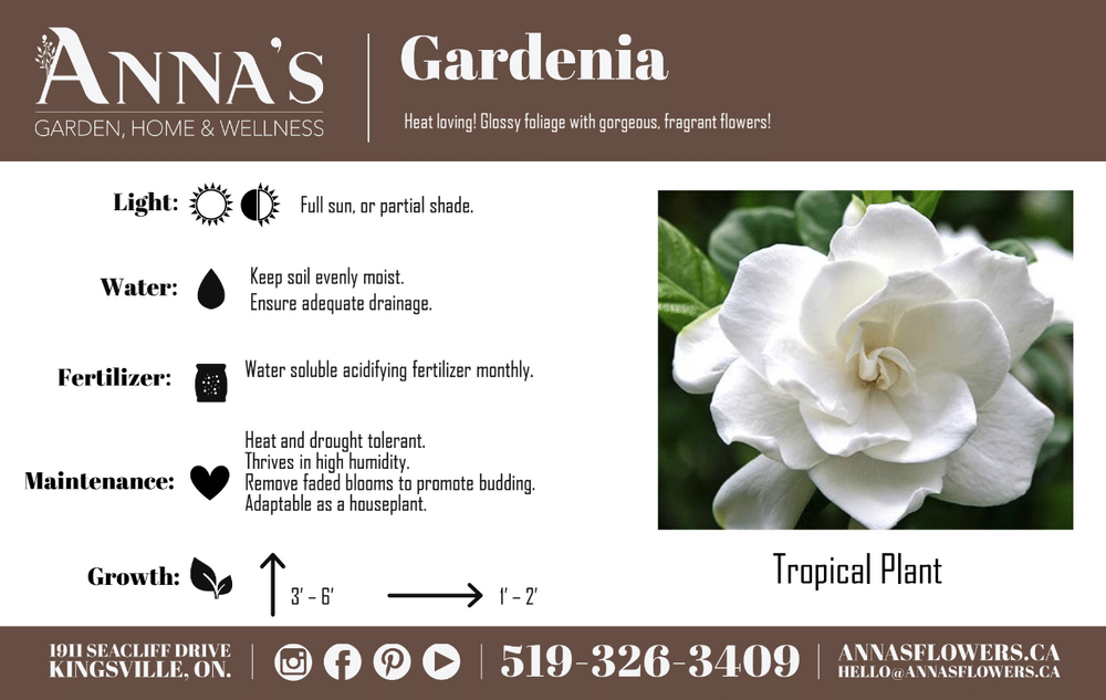 10" Gardenia Aimee Standard