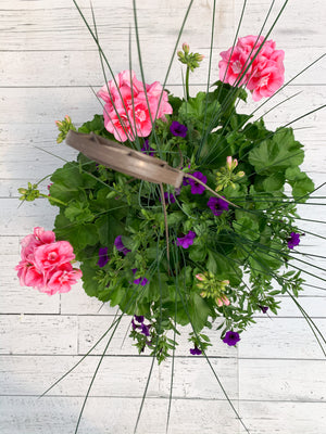 13" Geranium Mixed Hanging Basket (Multiple Colours)