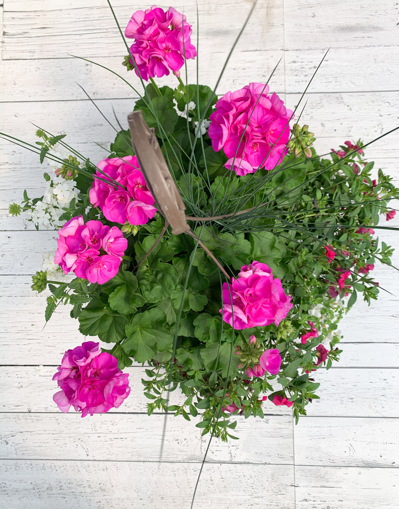 13" Geranium Mixed Hanging Basket (Multiple Colours)