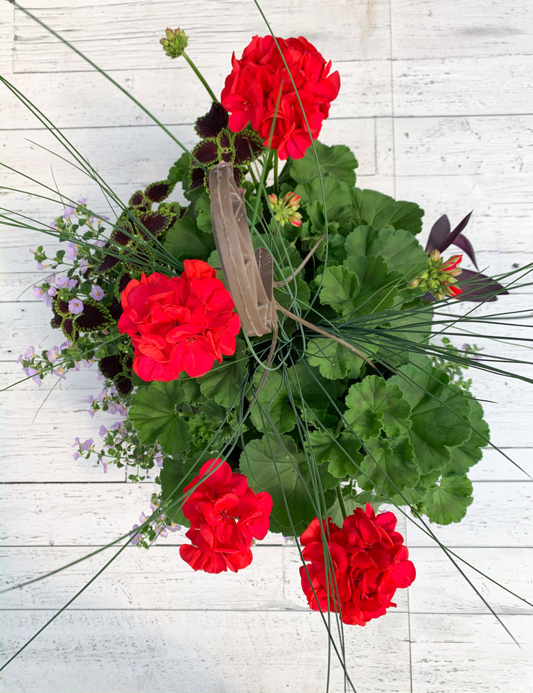 13" Geranium Mixed Hanging Basket (Multiple Colours)