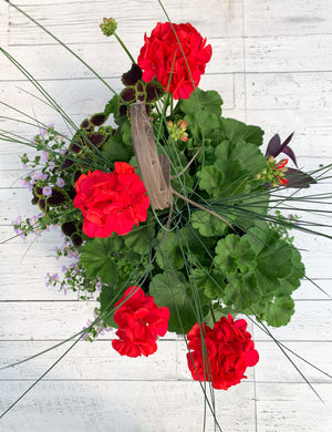 13" Geranium Mixed Hanging Basket (Multiple Colours)