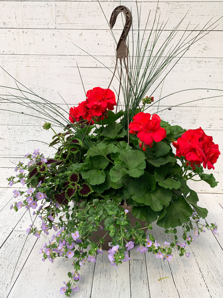 13" Geranium Mixed Hanging Basket (Multiple Colours)