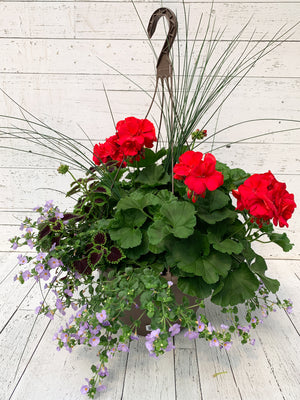 13" Geranium Mixed Hanging Basket (Multiple Colours)