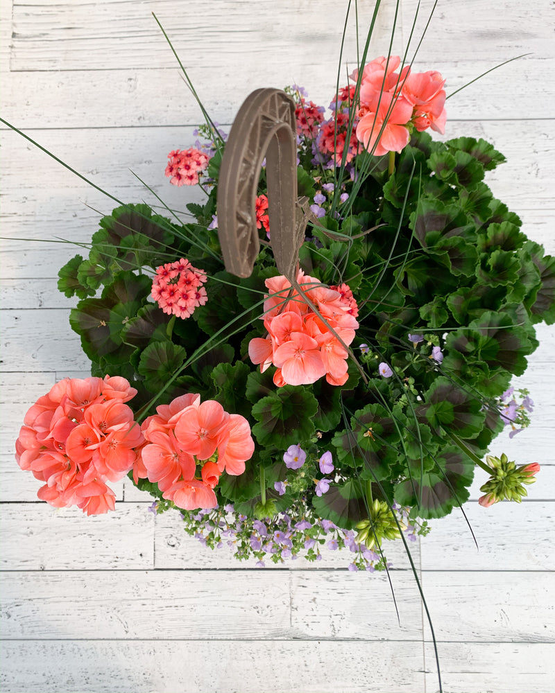 13" Geranium Mixed Hanging Basket (Multiple Colours)