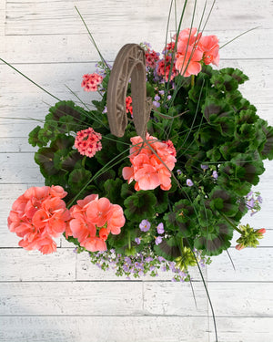 13" Geranium Mixed Hanging Basket (Multiple Colours)
