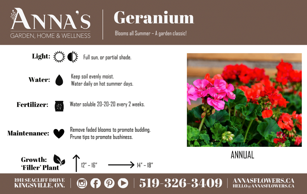 13" Geranium Mixed Hanging Basket (Multiple Colours)