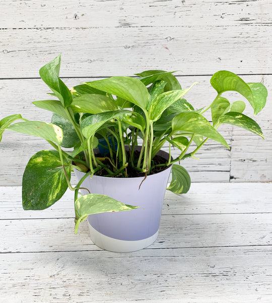 6" Epipremnum Golden Pothos