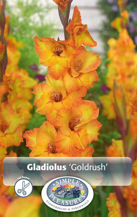 Gladiolus Goldrush Bulbs