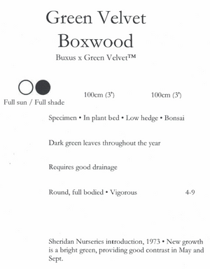 10" Green Velvet Boxwood Large