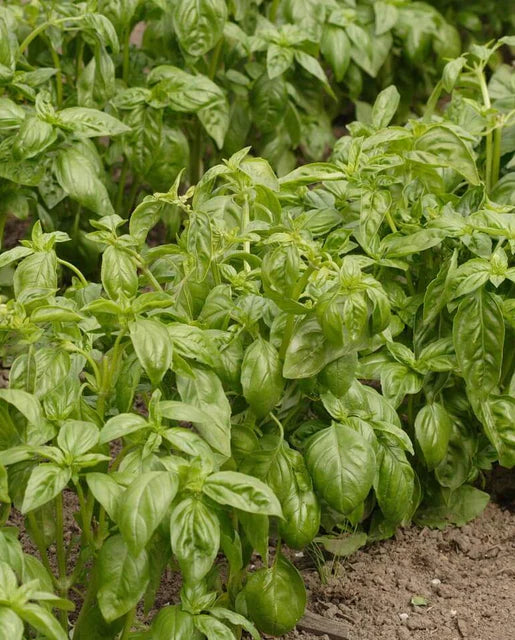 Genovese Certified Organic Basil Seeds