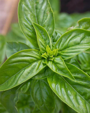 Genovese Certified Organic Basil Seeds