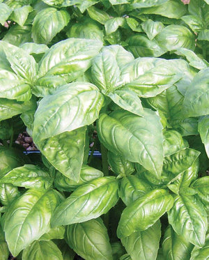 
            
                Load image into Gallery viewer, Dolly Certified Organic Basil Seeds
            
        