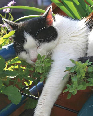 Catnip Seeds