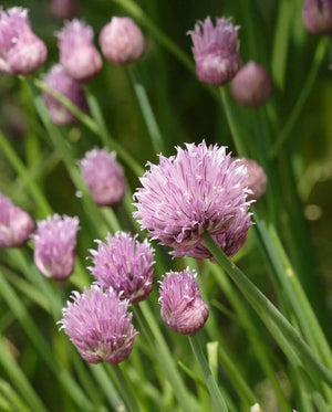 Chives Certified Organic Seeds