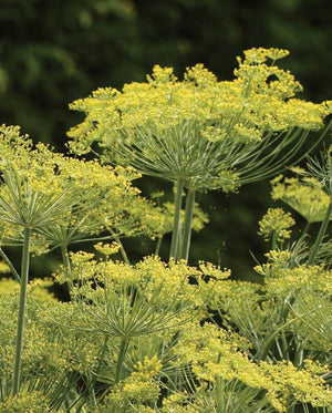 Dukat Dill Seeds