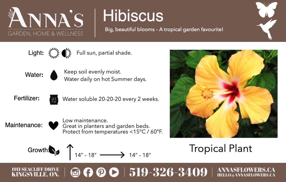 10" Hibiscus Fiesta Bush