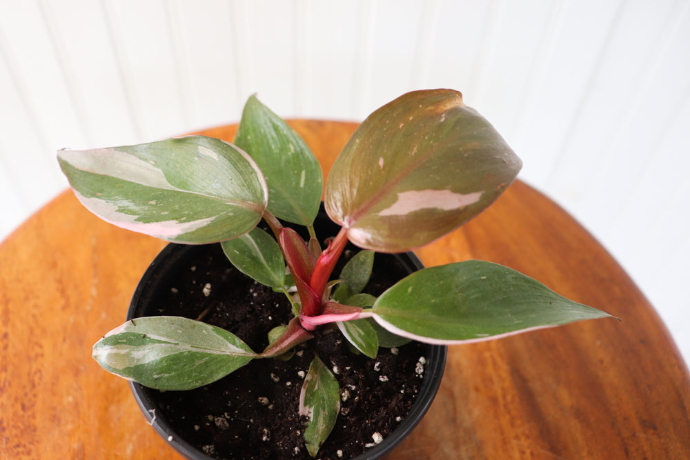 
            
                Load image into Gallery viewer, 4&amp;quot; Pink Princess Philodendron
            
        