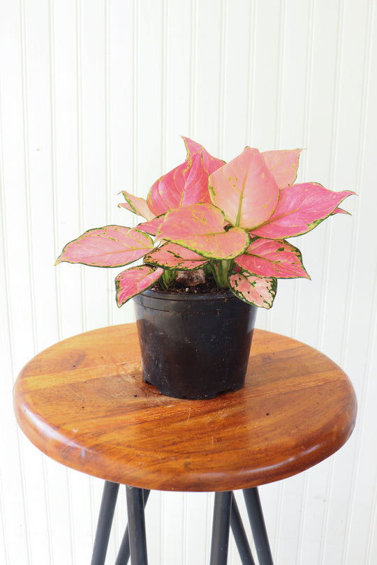 6" Aglaonema Very Red