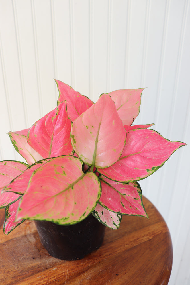 aglaonema very red 6" Aglaonema Very Red – Anna's Garden, Home & Wellness