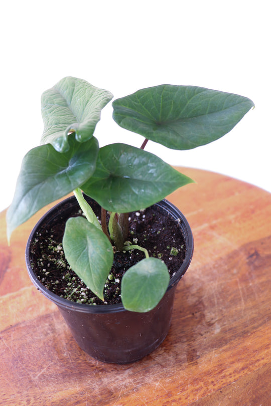 4" Alocasia Scalperum
