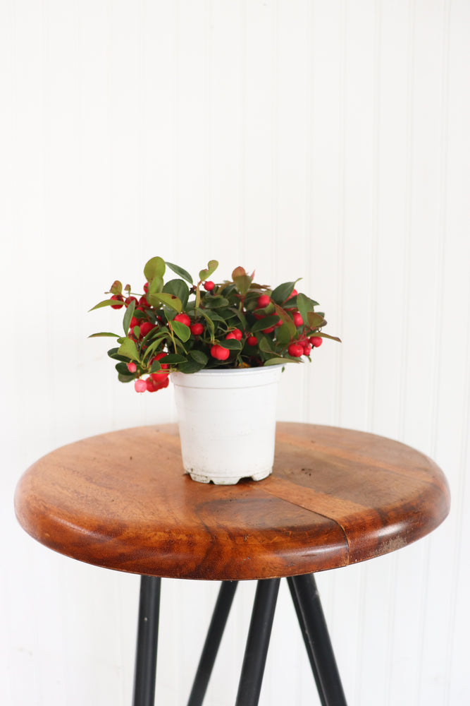 4" Winterberry (Gaultheria)