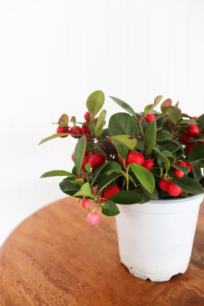 4" Winterberry (Gaultheria)