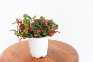 4" Winterberry (Gaultheria)