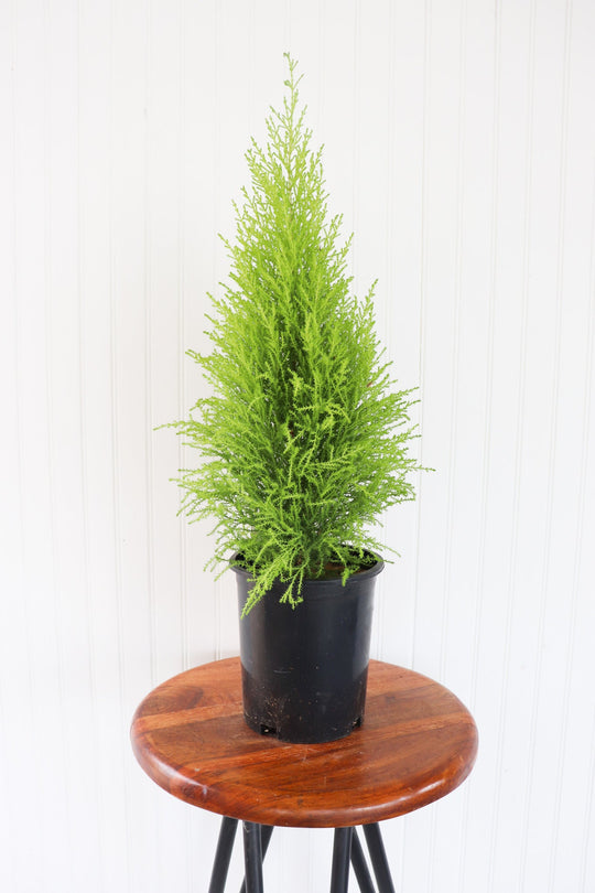 6" Goldcrest Monterey Cypress