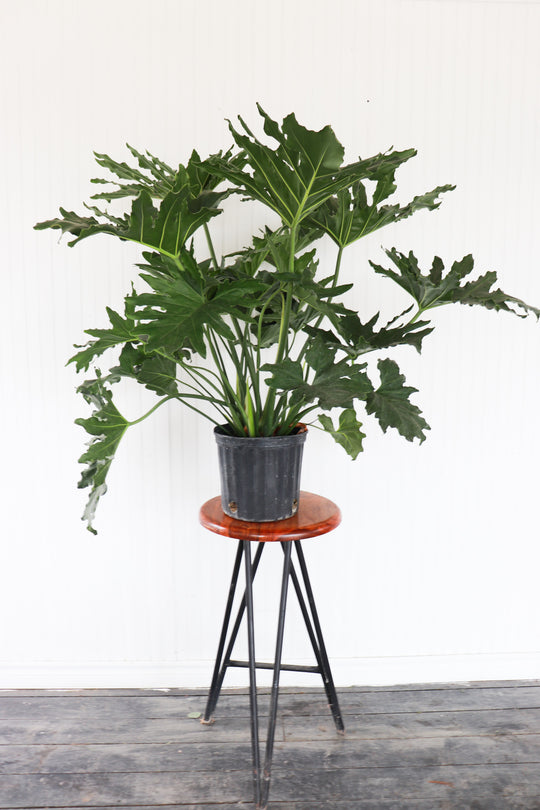 10" Philodendron Hope Selloum