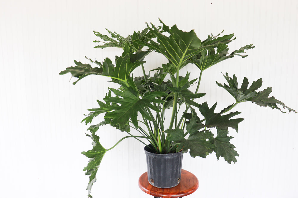hope philodendron sacramento 10" Philodendron Hope Selloum – Anna's Garden, Home & Wellness