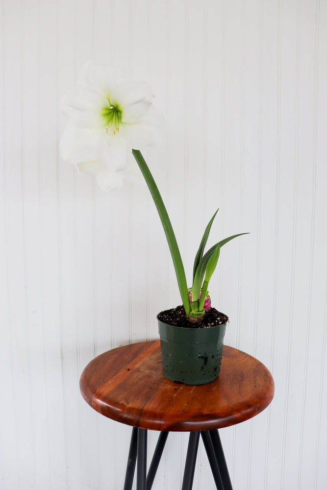 6" Amaryllis