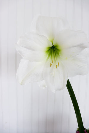 6" Amaryllis