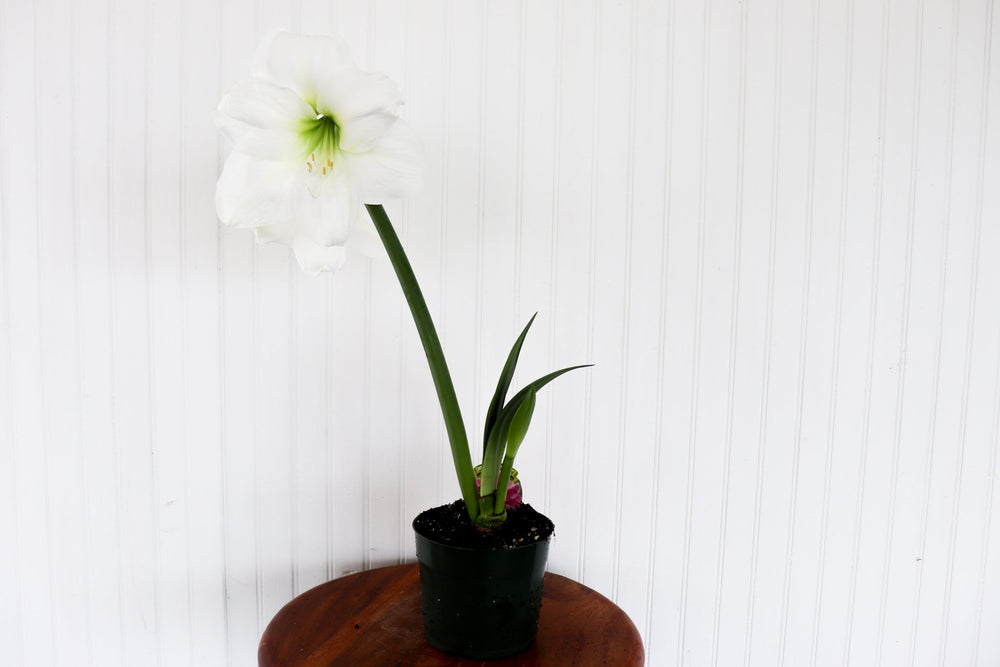 6" Amaryllis