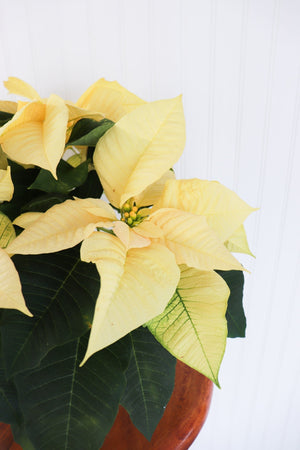 6" Poinsettia - École Elémentaire Catholique Georges P Vanier
