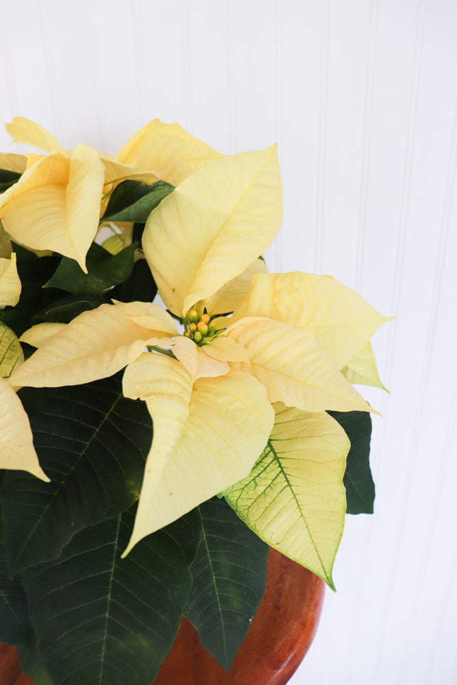 6" Poinsettia - Dr. David Suzuki Public School