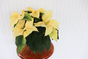 6" Poinsettia - Dr. David Suzuki Public School