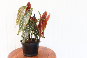 6" Begonia Maculata Variegated