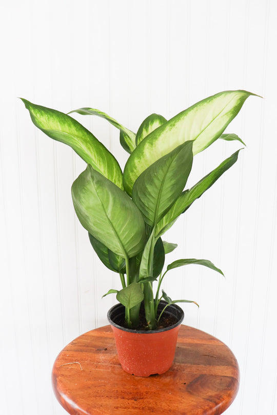 6" Dieffenbachia Camo