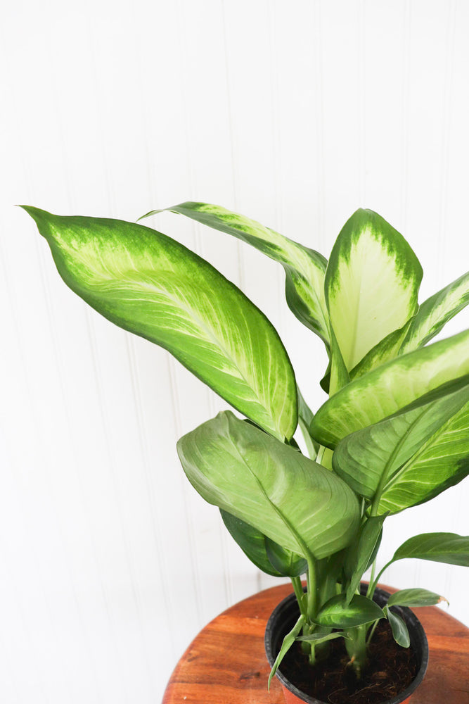 6" Dieffenbachia Maui Wowie